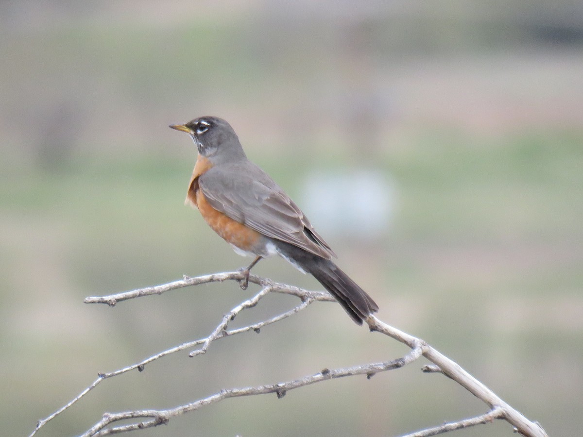 American Robin - ML650819122