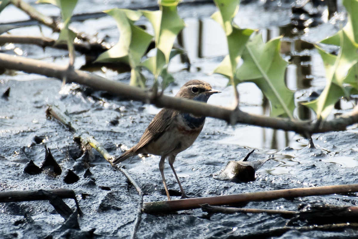 オガワコマドリ - ML650819178