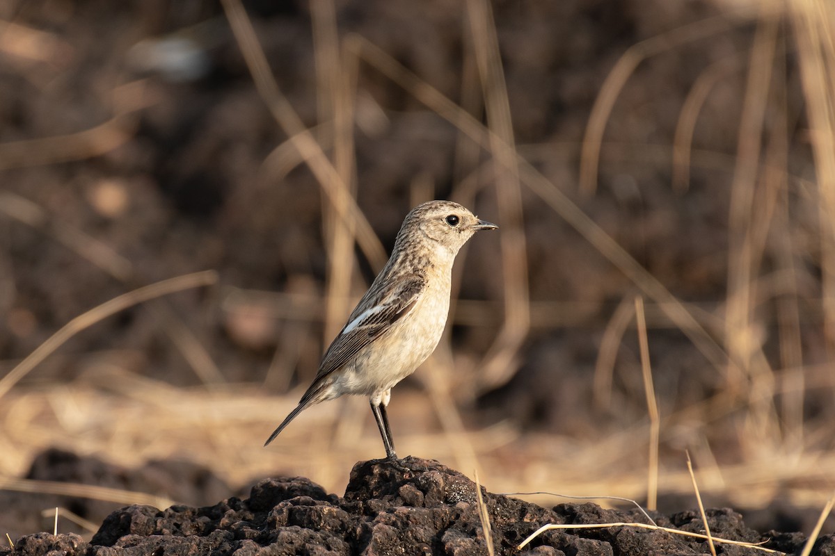 シベリアノビタキ - ML650819244