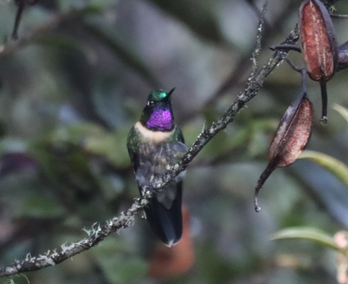 Amethyst-throated Sunangel - ML650819293