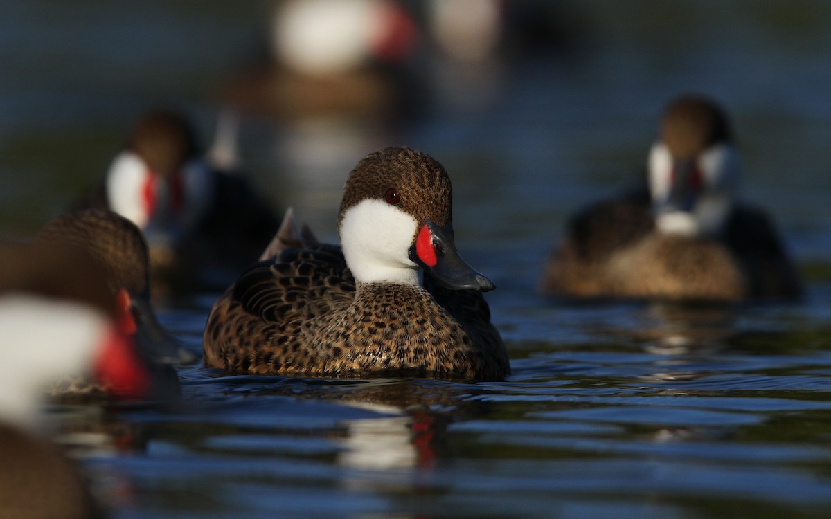 White-cheeked Pintail - Christoph Moning