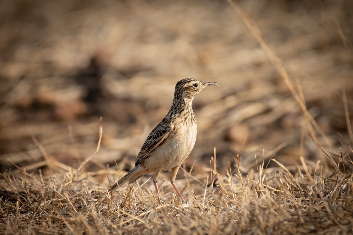 タイワンヒバリ - ML650819327
