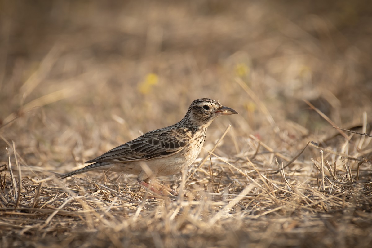 タイワンヒバリ - ML650819328