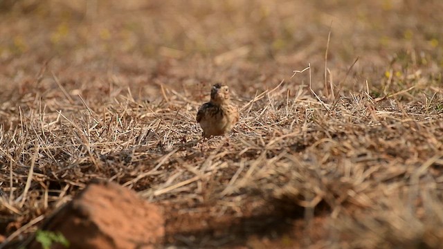タイワンヒバリ - ML650819346
