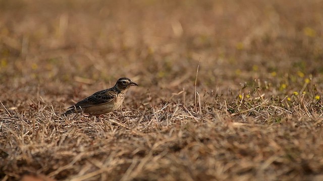 タイワンヒバリ - ML650819347
