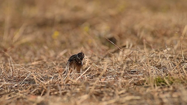 タイワンヒバリ - ML650819348