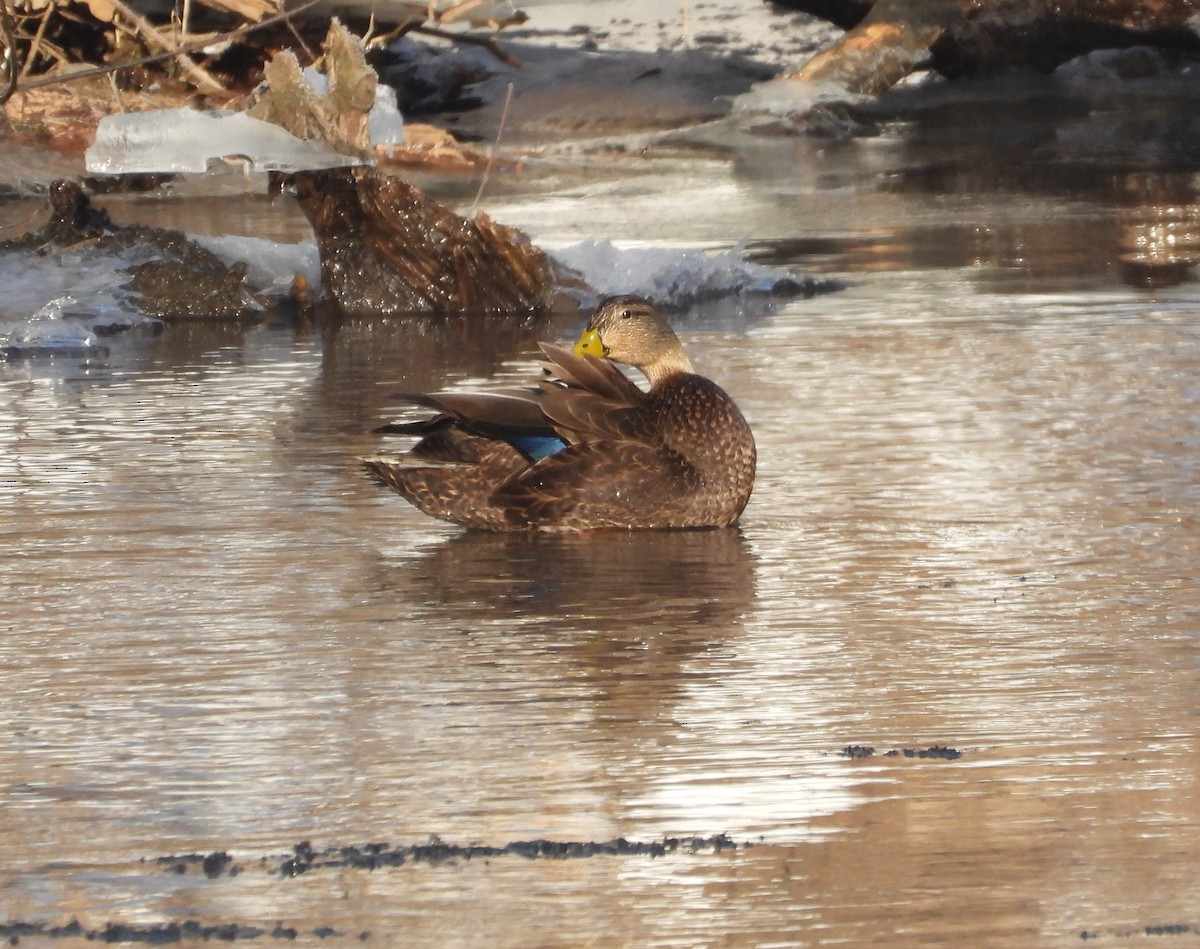 American Black Duck - ML650819360