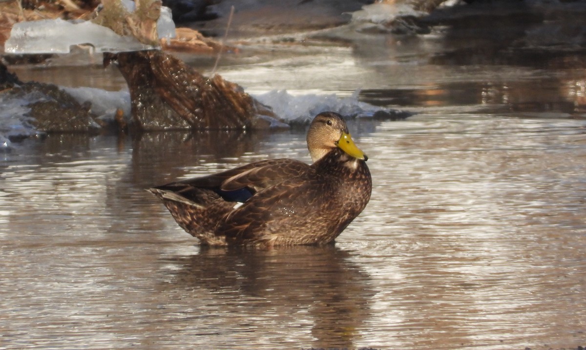 American Black Duck - ML650819366
