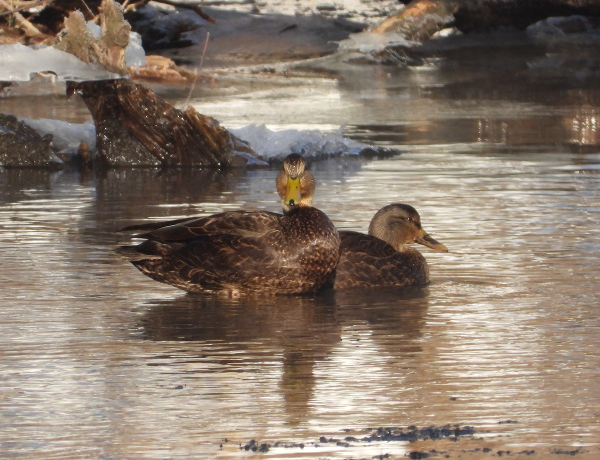 American Black Duck - ML650819374