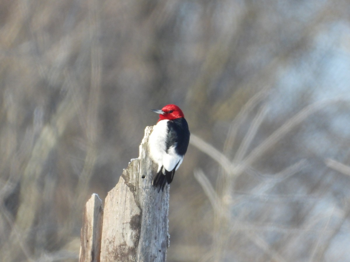 Red-headed Woodpecker - ML650819398
