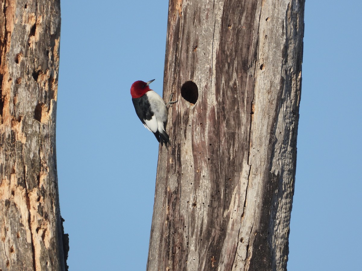 Red-headed Woodpecker - ML650819400