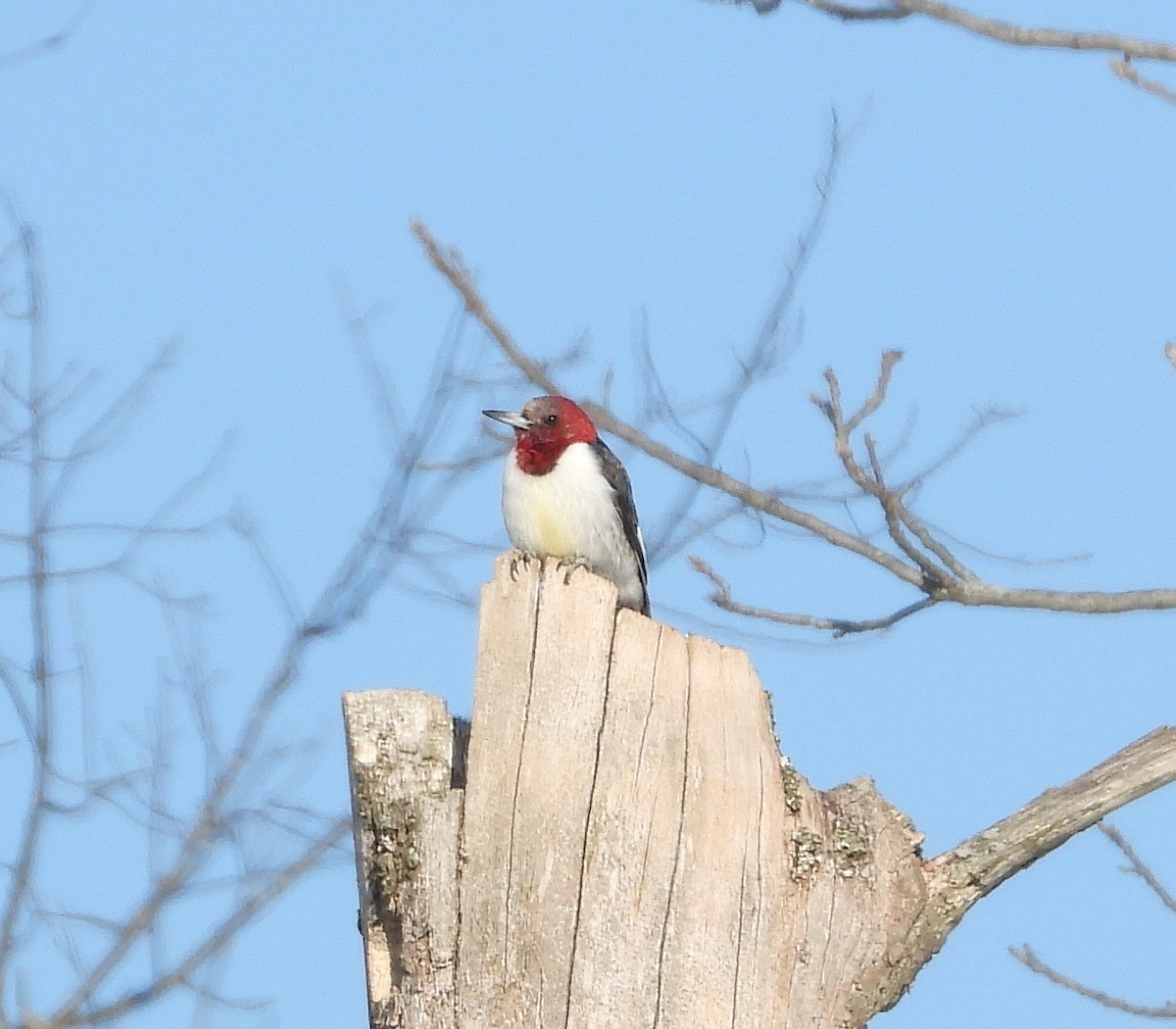 Red-headed Woodpecker - ML650819402