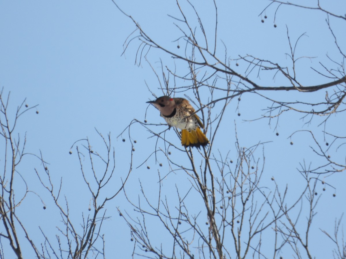 Northern Flicker - ML650819436