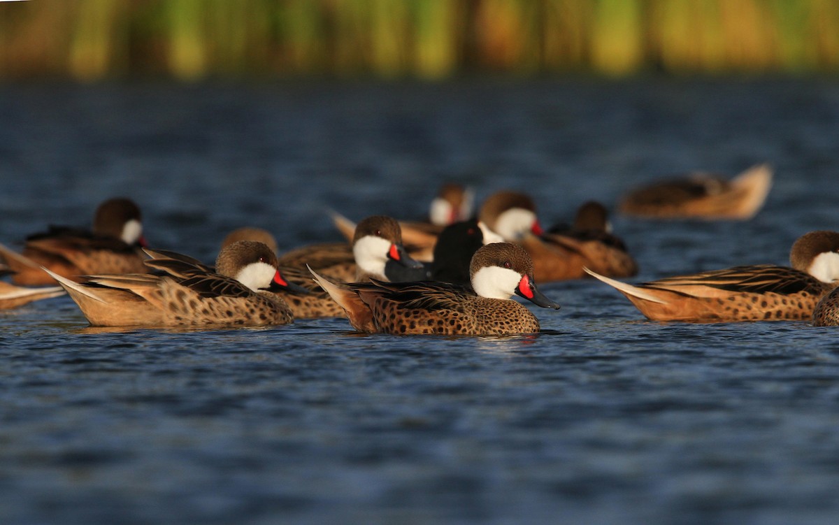 White-cheeked Pintail - Christoph Moning