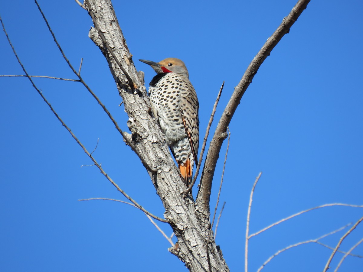 Northern Flicker (Red-shafted) - ML650819558