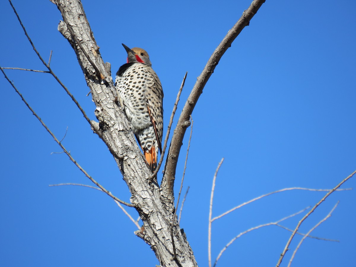 Northern Flicker (Red-shafted) - ML650819559