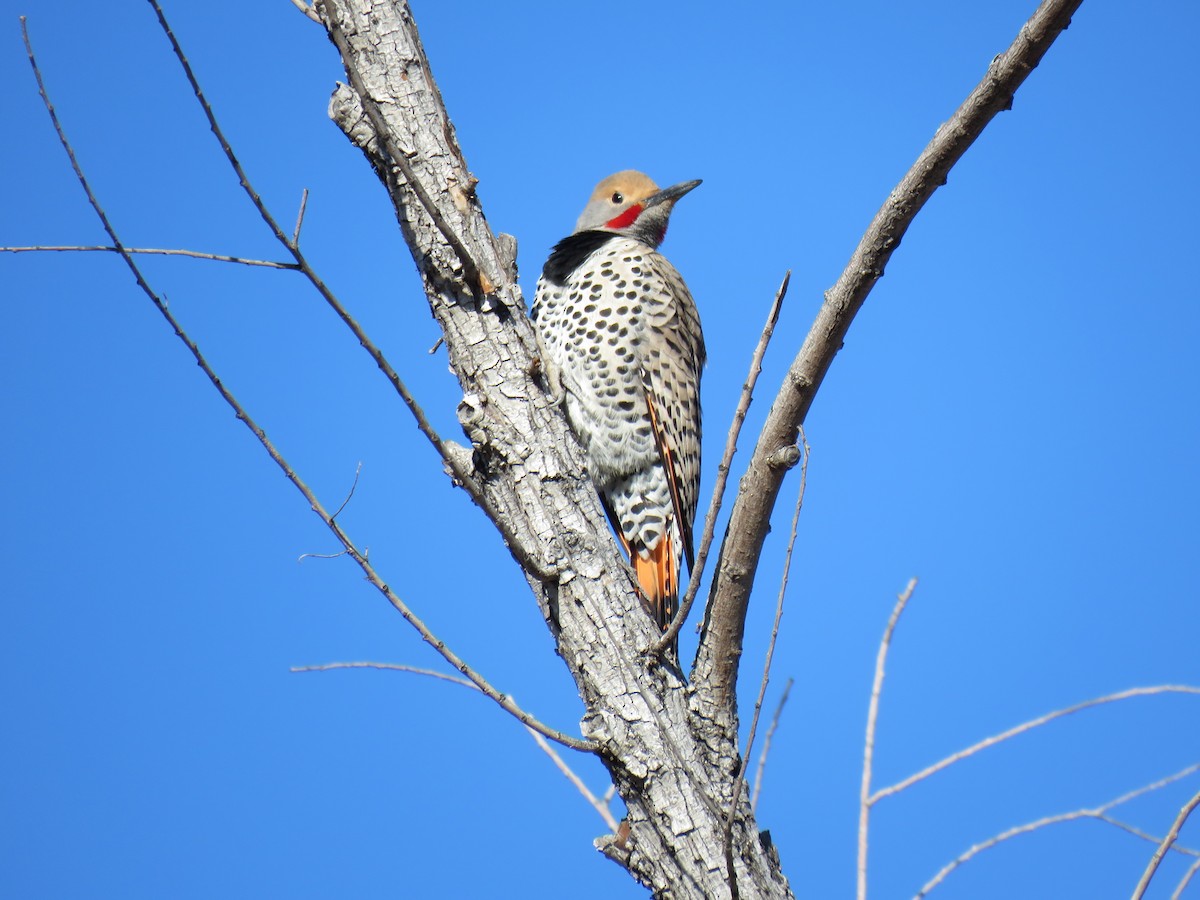 Northern Flicker (Red-shafted) - ML650819561