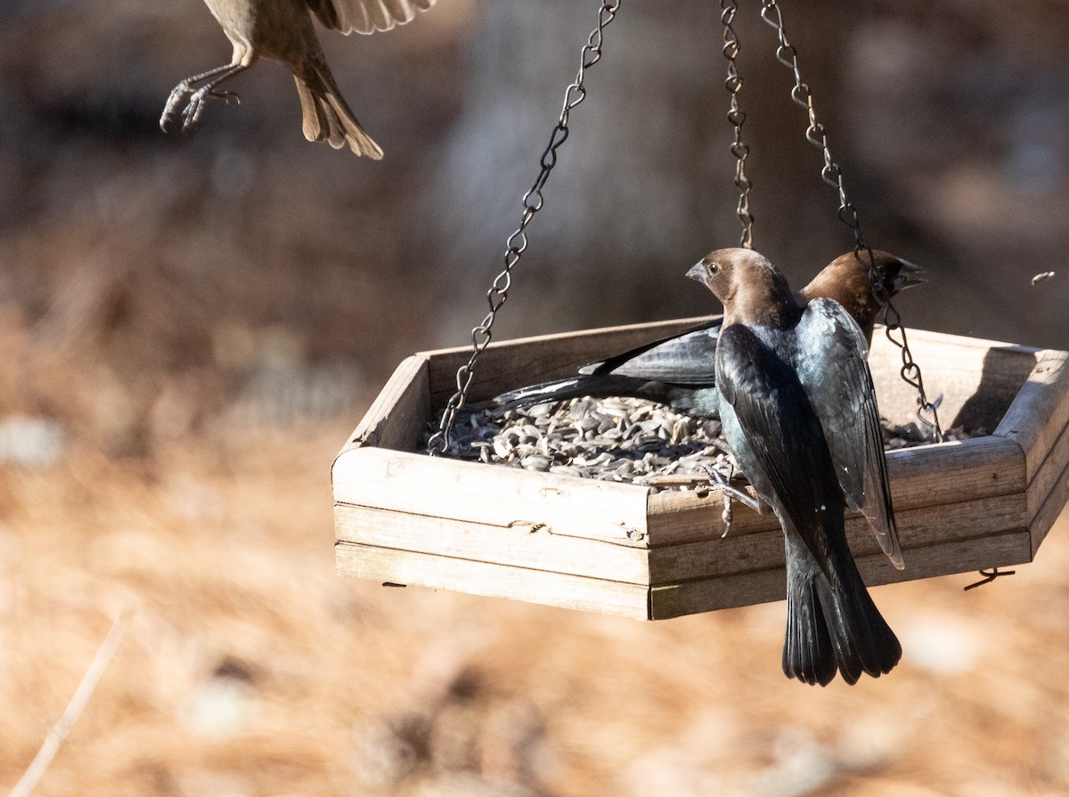 Brown-headed Cowbird - ML650819622