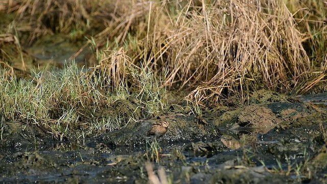 ハリオシギ - ML650819725