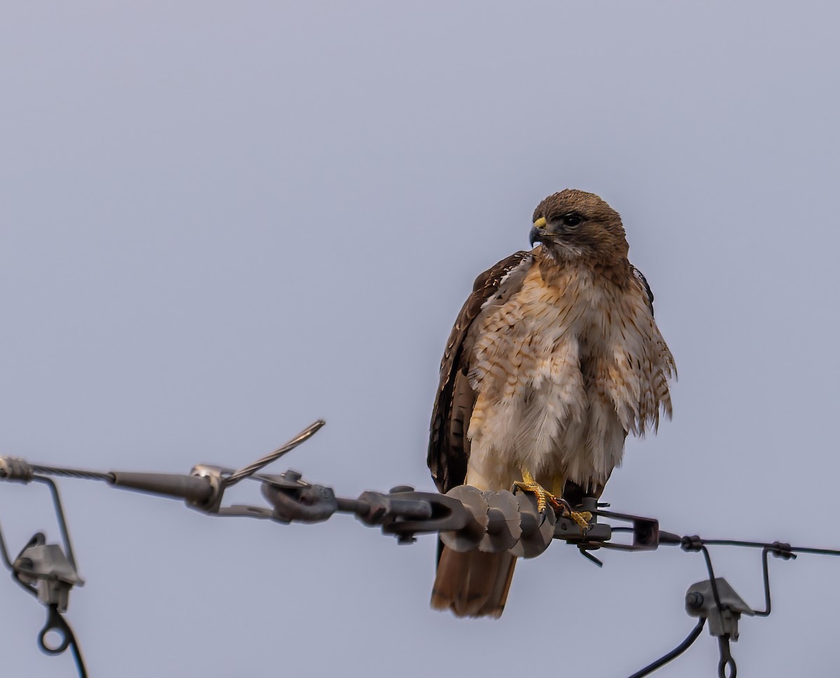 Zapelatz buztangorria - ML650819740