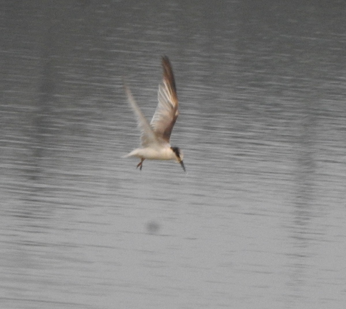 dvergterne - ML650820043