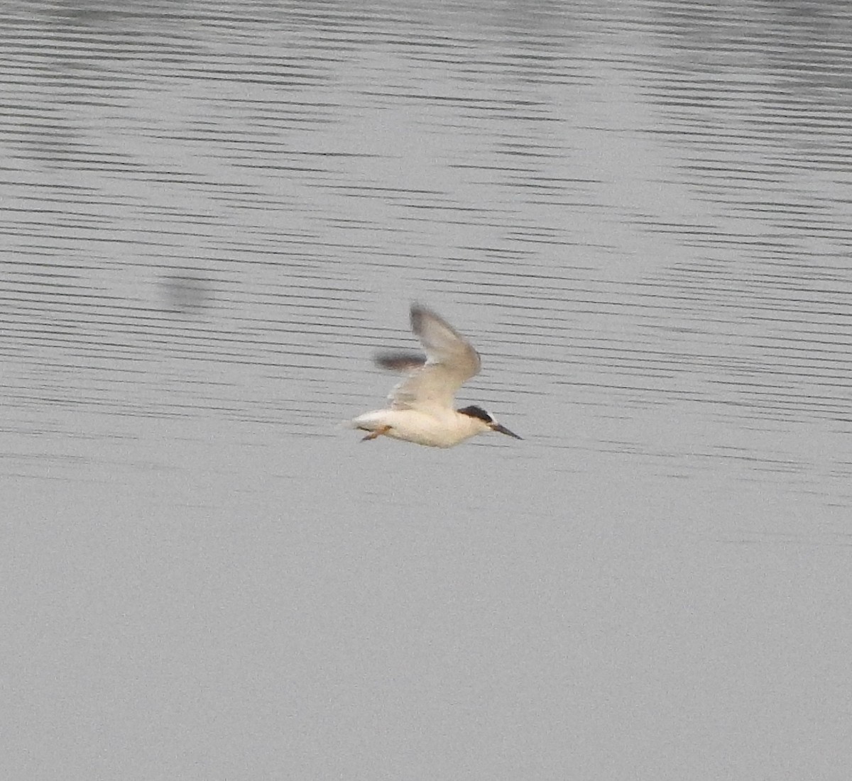 dvergterne - ML650820044