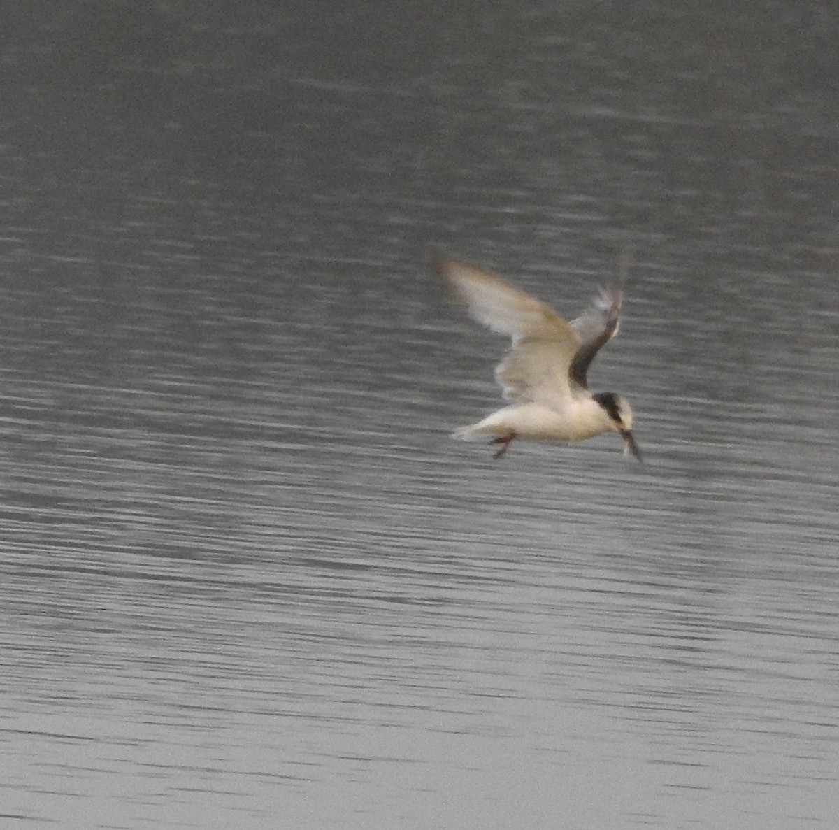 dvergterne - ML650820045