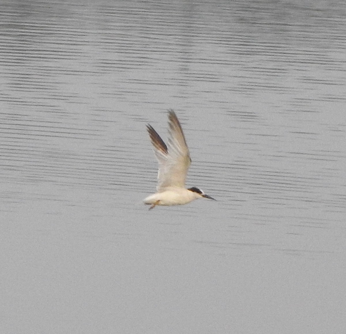 dvergterne - ML650820046