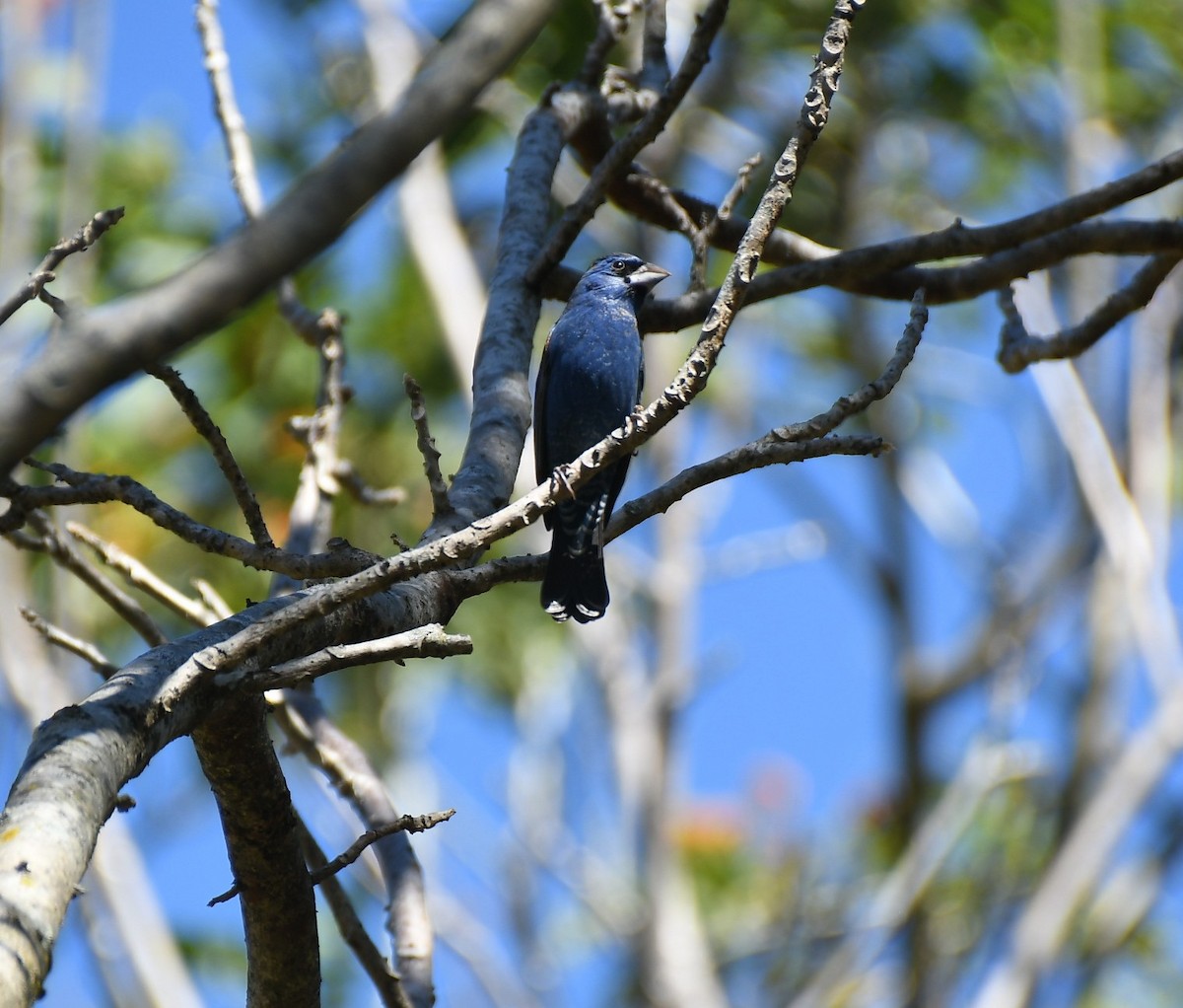 Blue Grosbeak - ML650820077