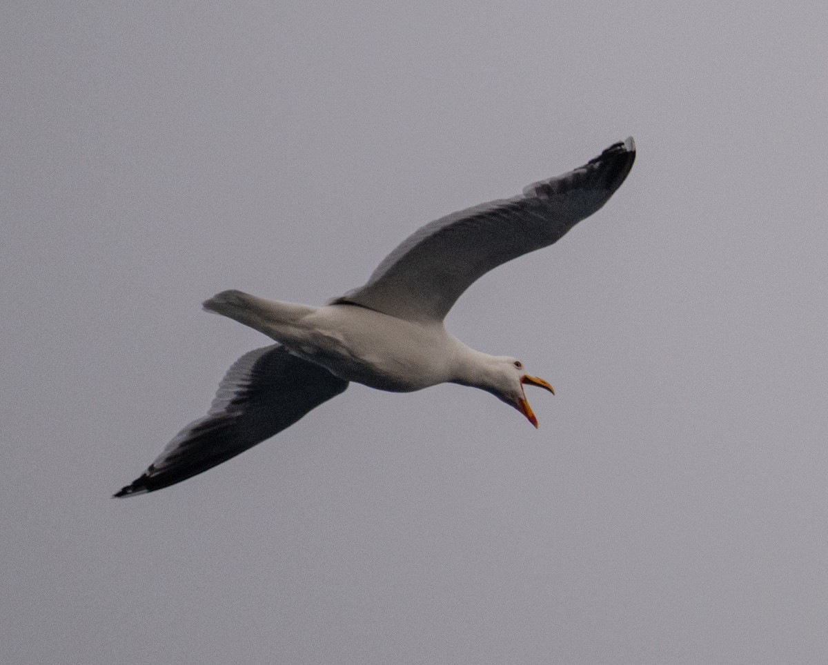 שחף דרומי - ML650820079
