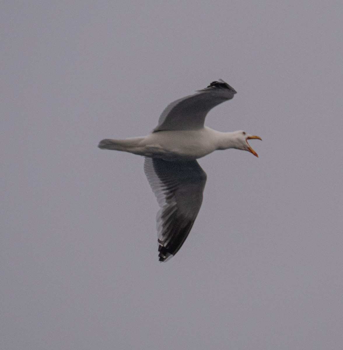 שחף דרומי - ML650820080