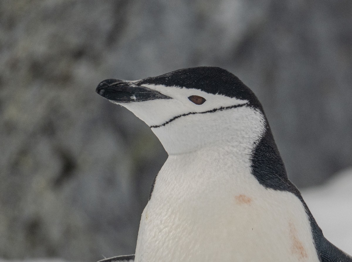 Chinstrap Penguin - ML650820103
