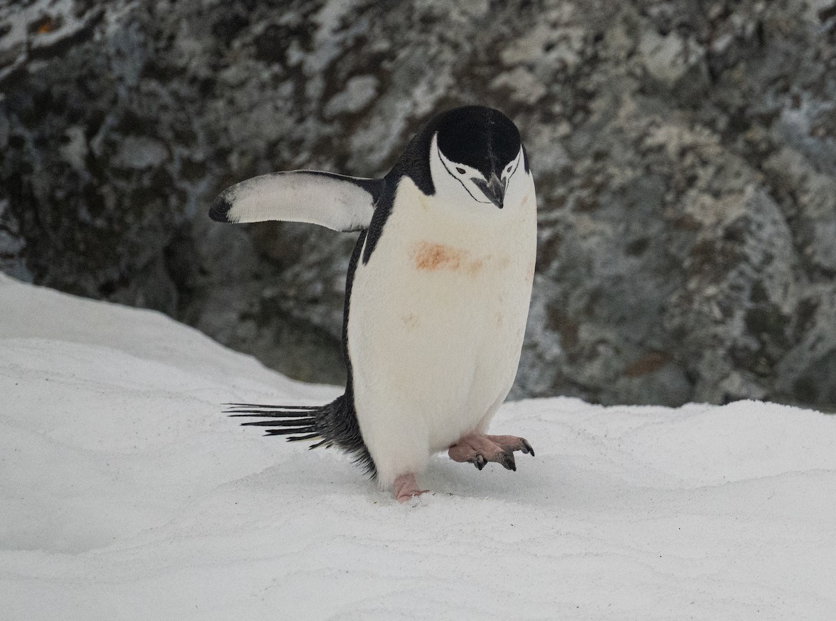 Chinstrap Penguin - ML650820104