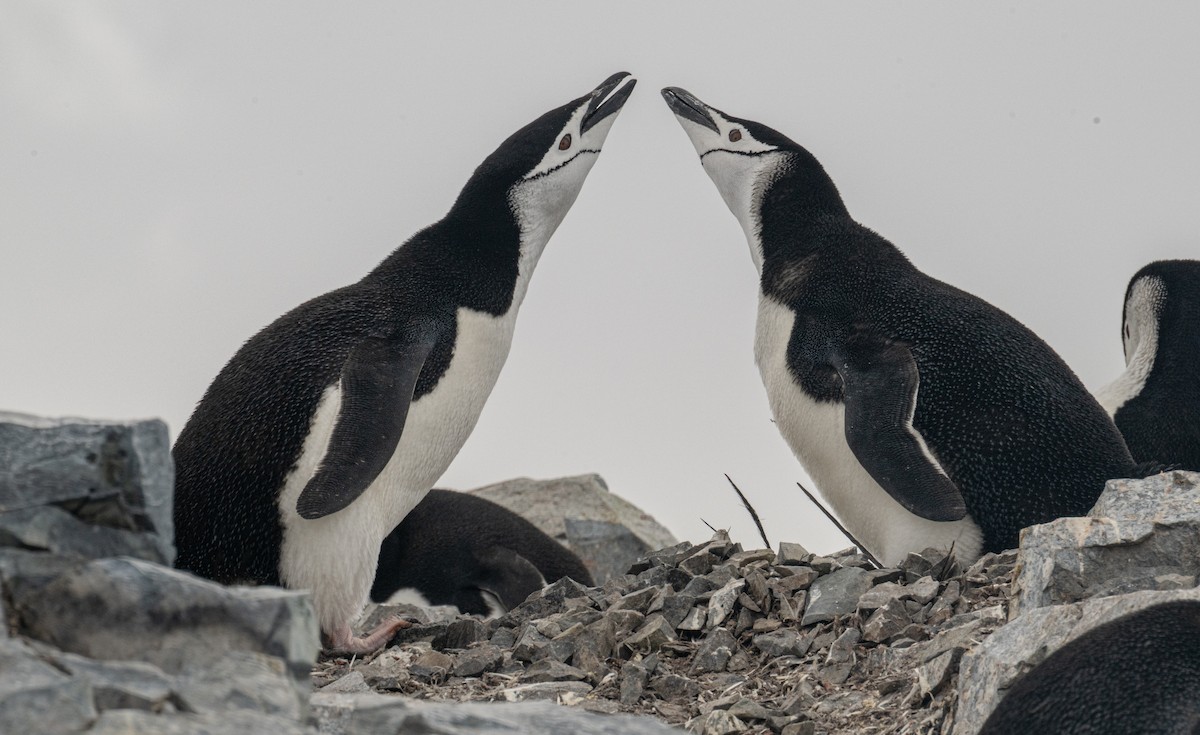 Chinstrap Penguin - ML650820105