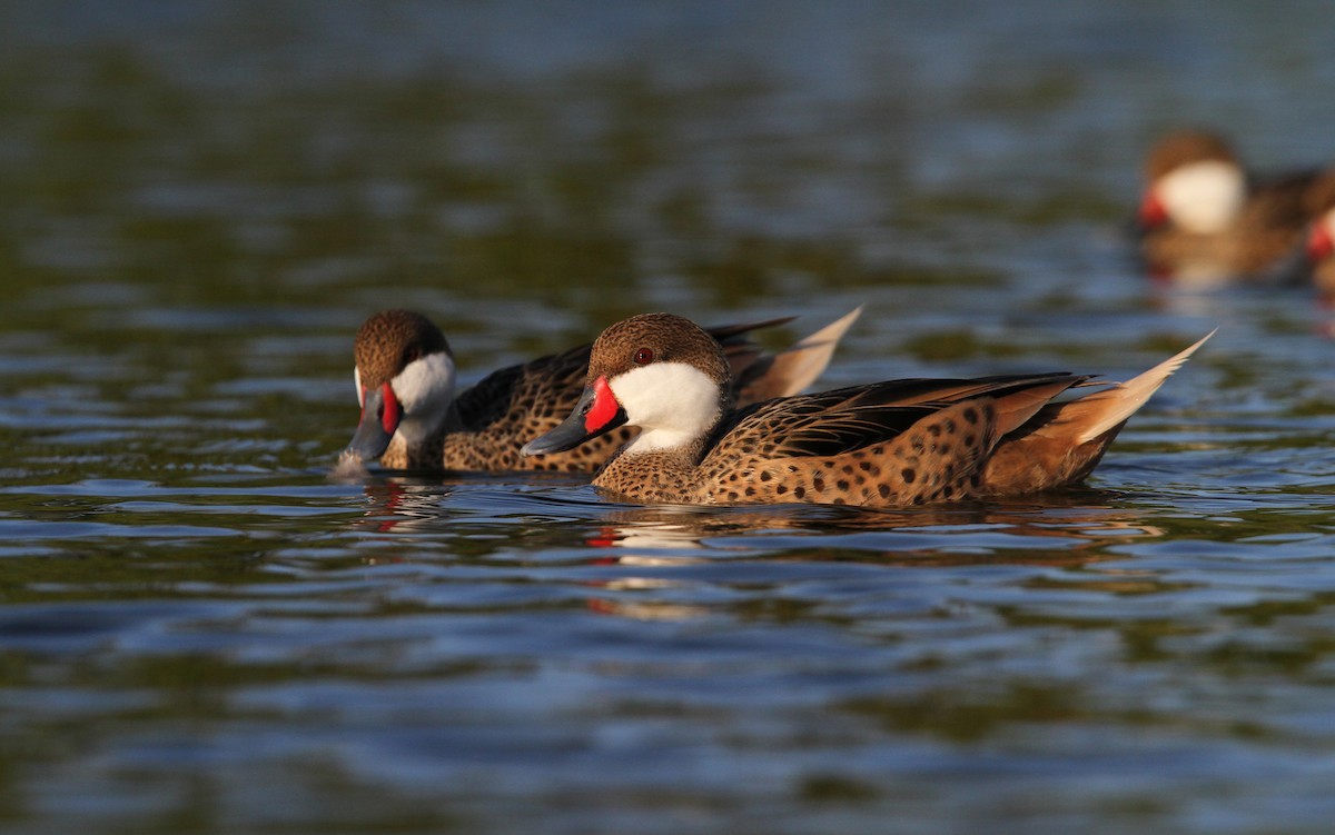 White-cheeked Pintail - ML65082011