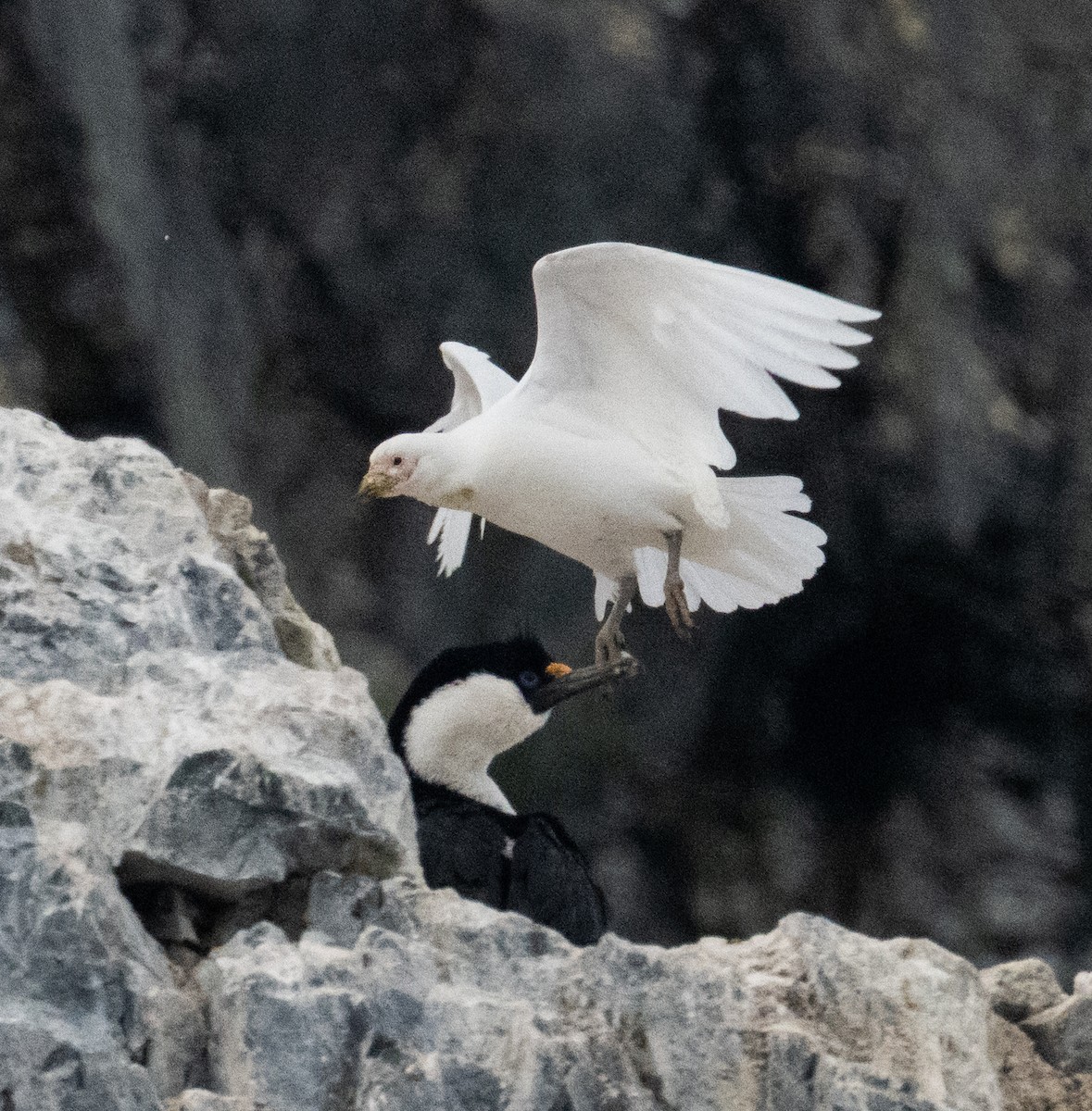Snowy Sheathbill - ML650820122