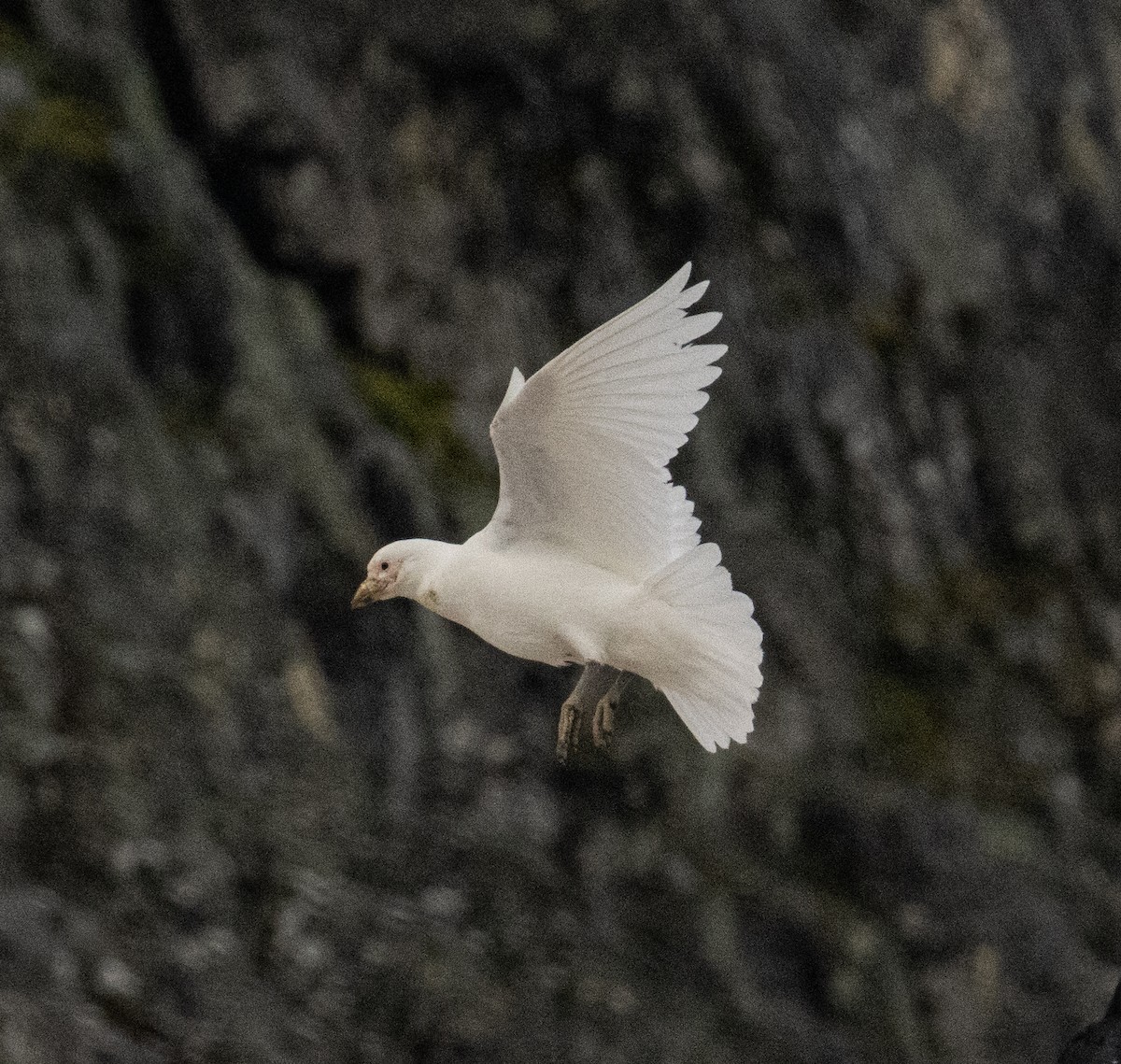 Snowy Sheathbill - ML650820126