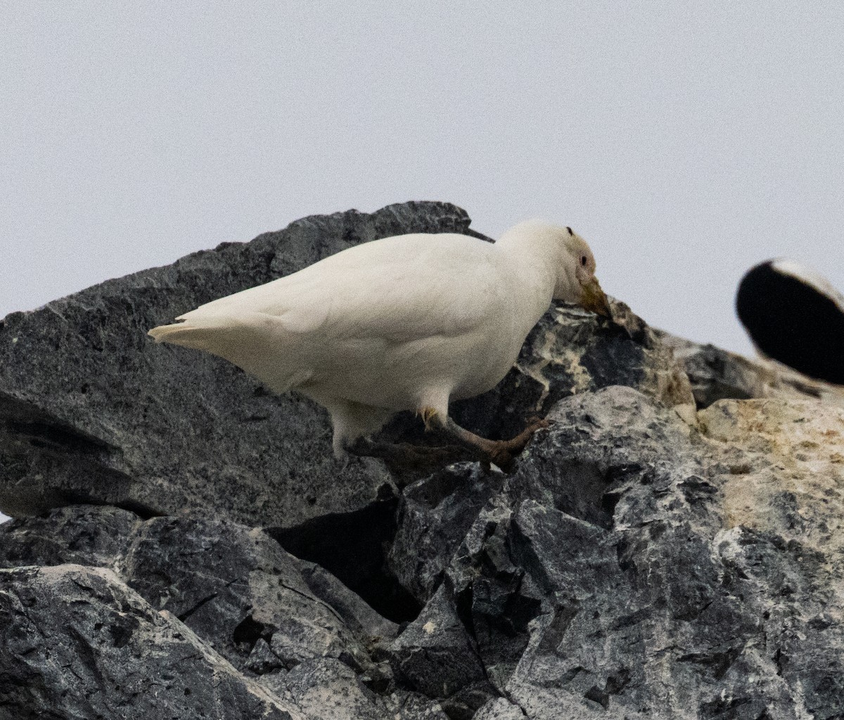 Snowy Sheathbill - ML650820135