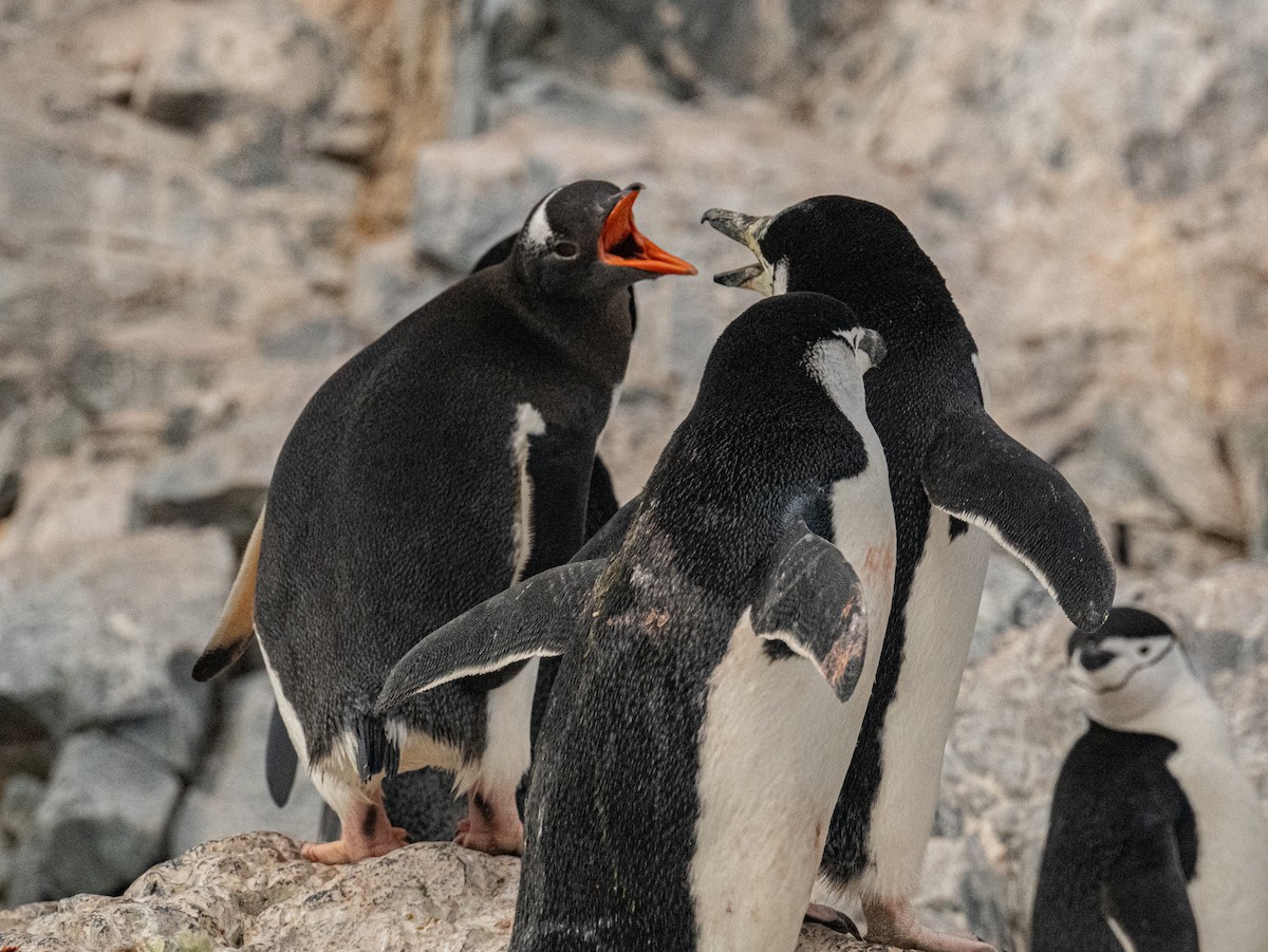 Gentoo Penguin - ML650820168