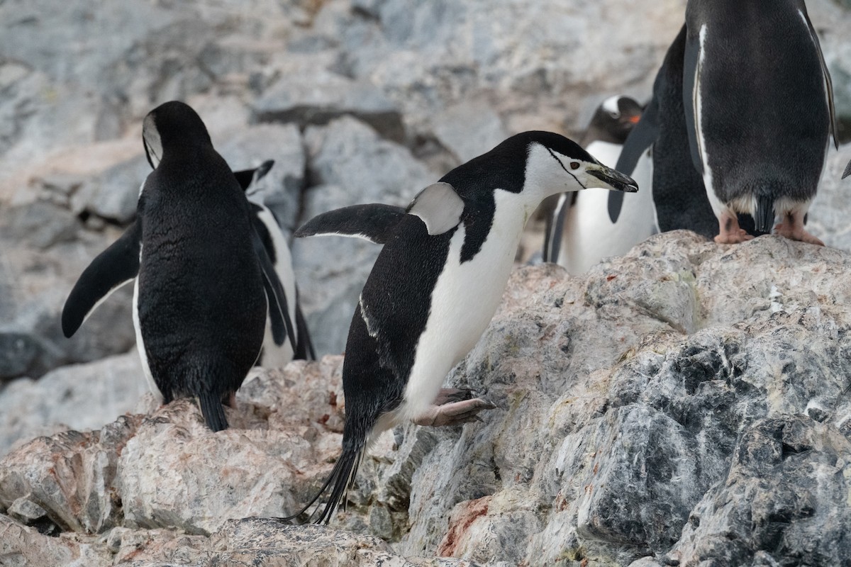 Chinstrap Penguin - ML650820224