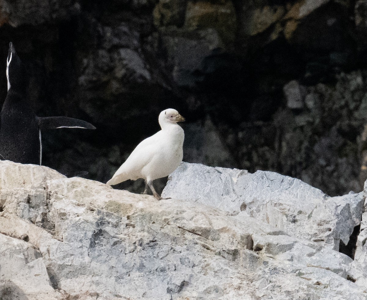 Snowy Sheathbill - ML650820241