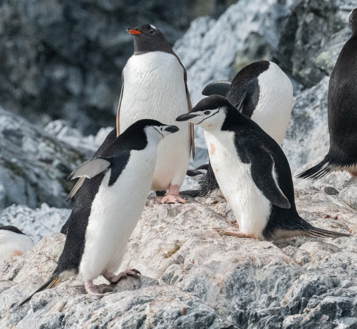 Chinstrap Penguin - ML650820269