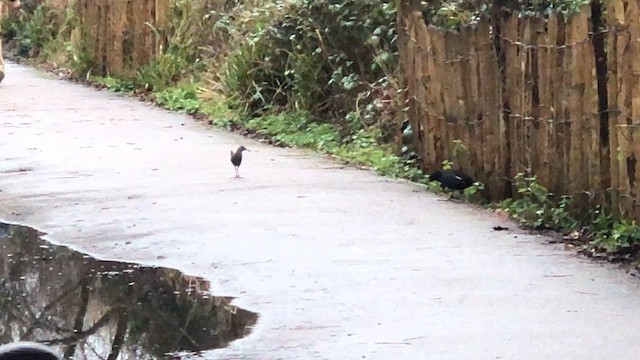 Sukılavuzu - ML650820306