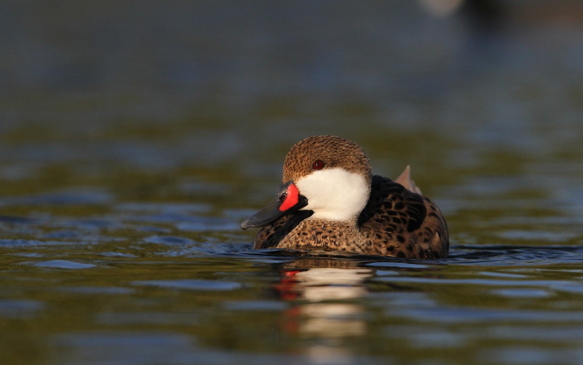 White-cheeked Pintail - ML65082031