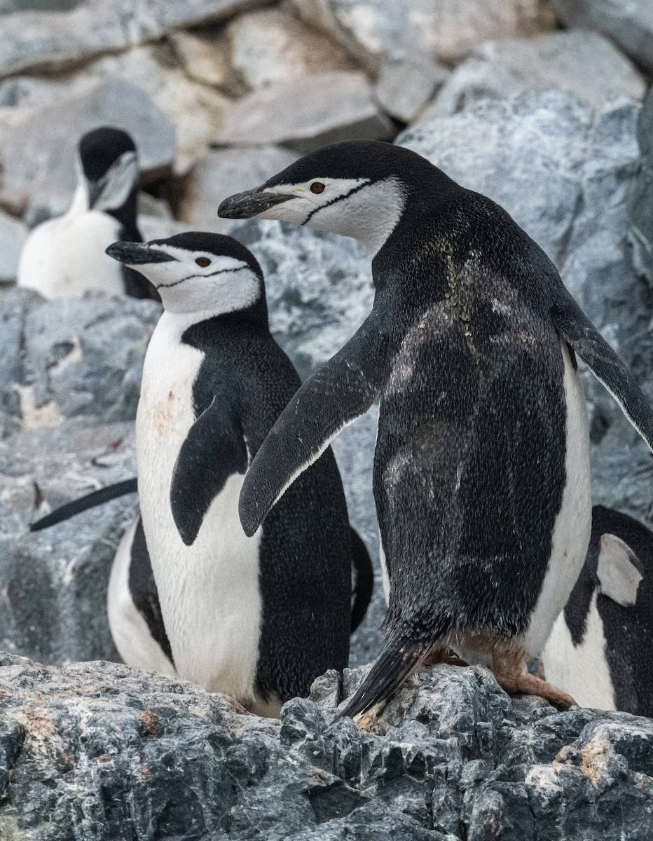 Chinstrap Penguin - ML650820382