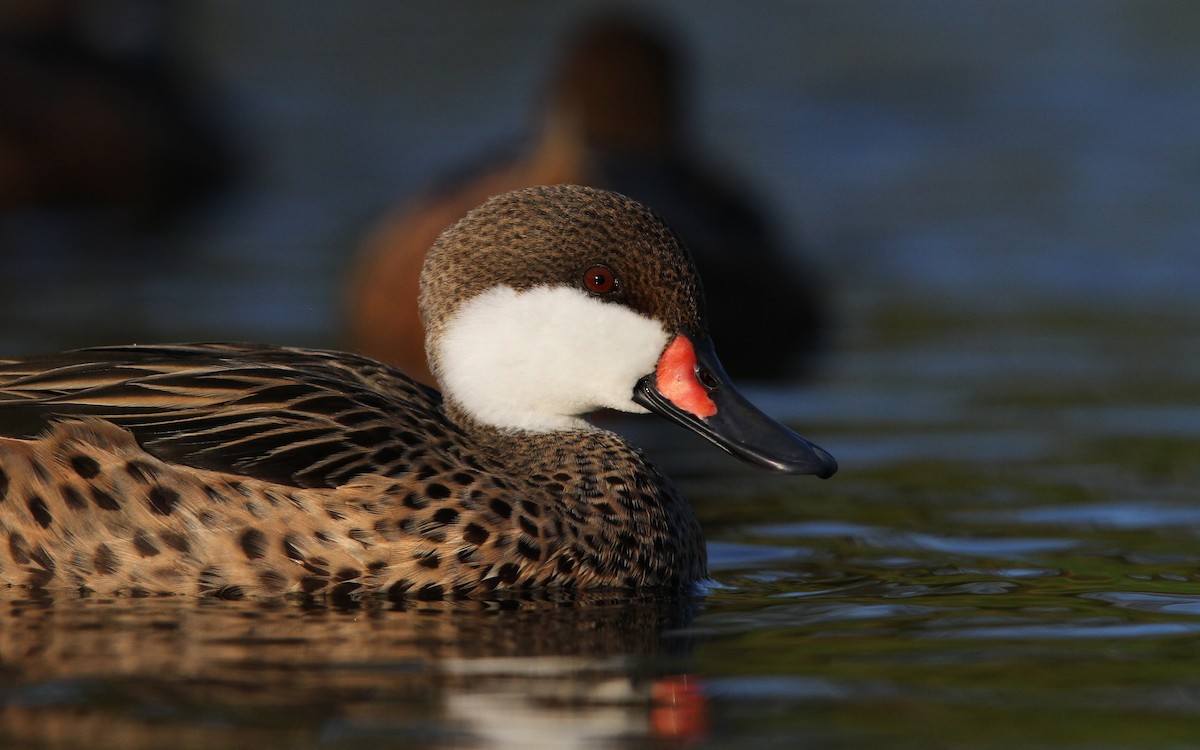 White-cheeked Pintail - ML65082041