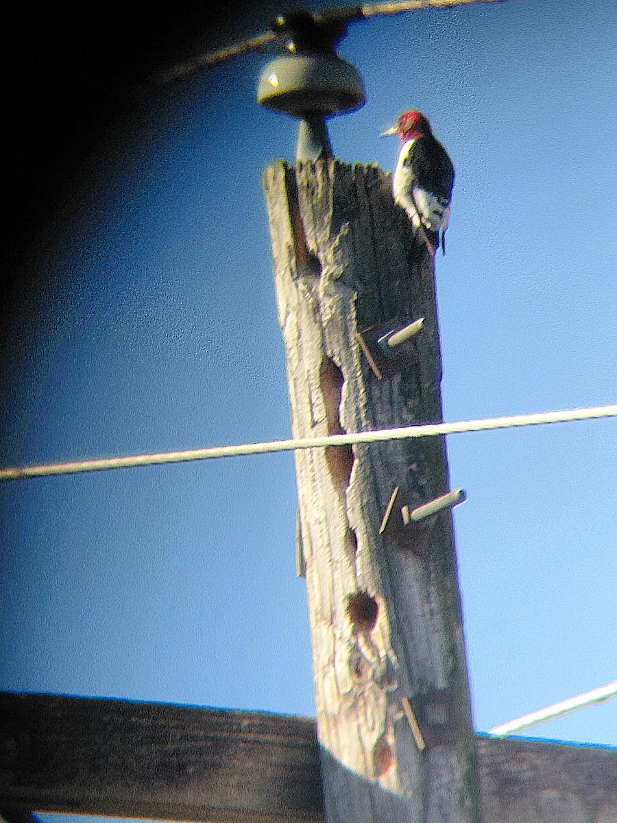 Pic à tête rouge - ML650820465