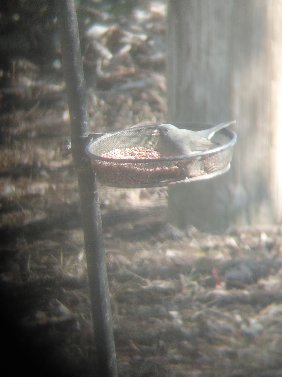 Junco ardoisé - ML650820476