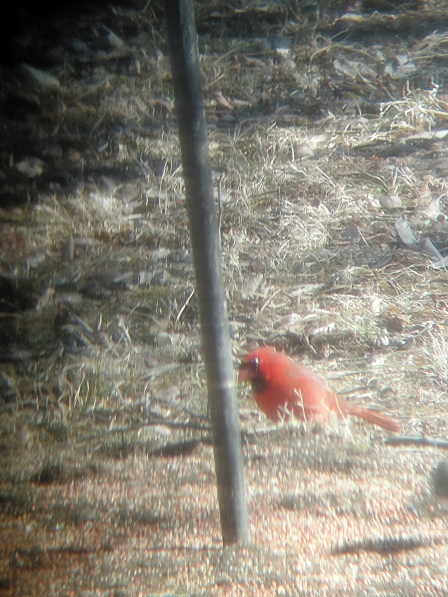 Cardinal rouge - ML650820485