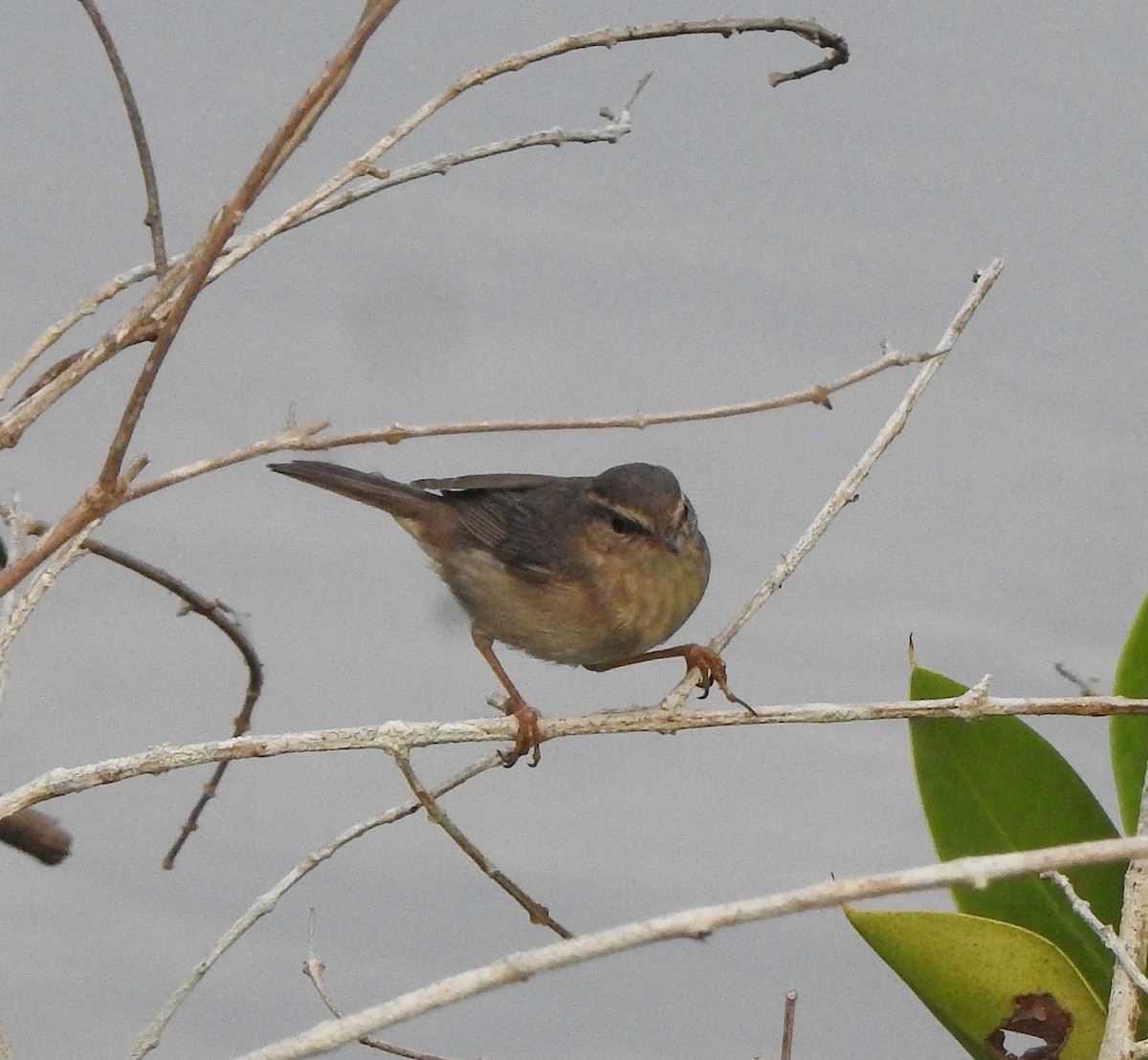 Passeriformes sp. (Old World warbler sp.) - ML650820565